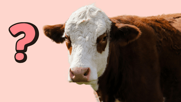 🐶 Why Is My Dog Allergic to Beef? Understanding the most common food intolerance in dogs - Paw Print Health