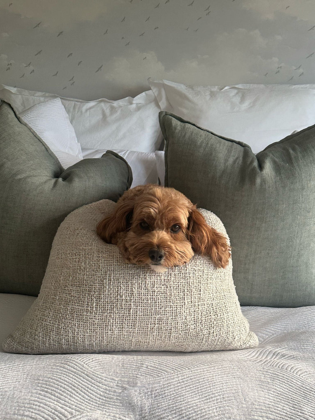 We are their whole book 🐕💗 - Paw Print Health