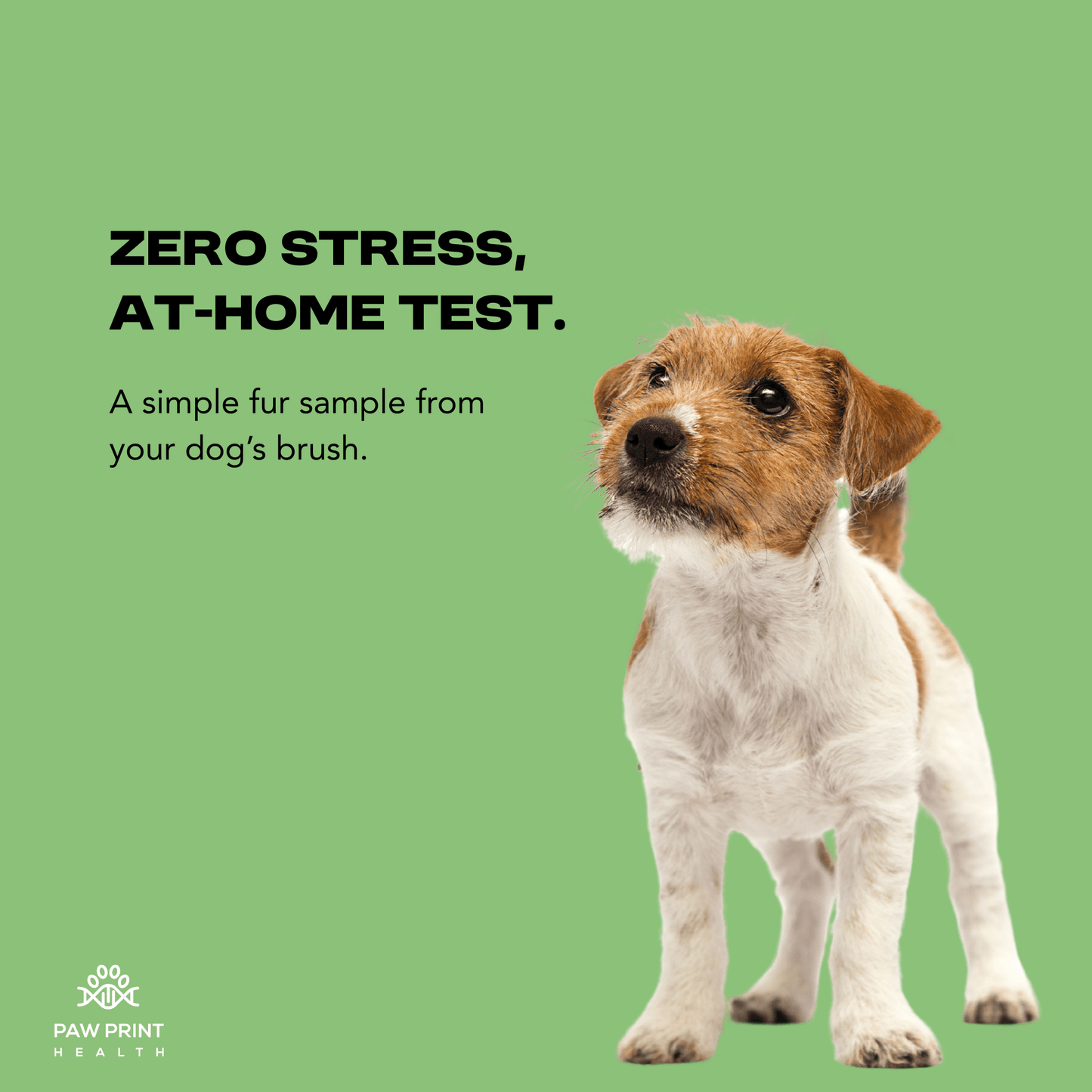 Complete Intolerance Screening - Paw Print Health