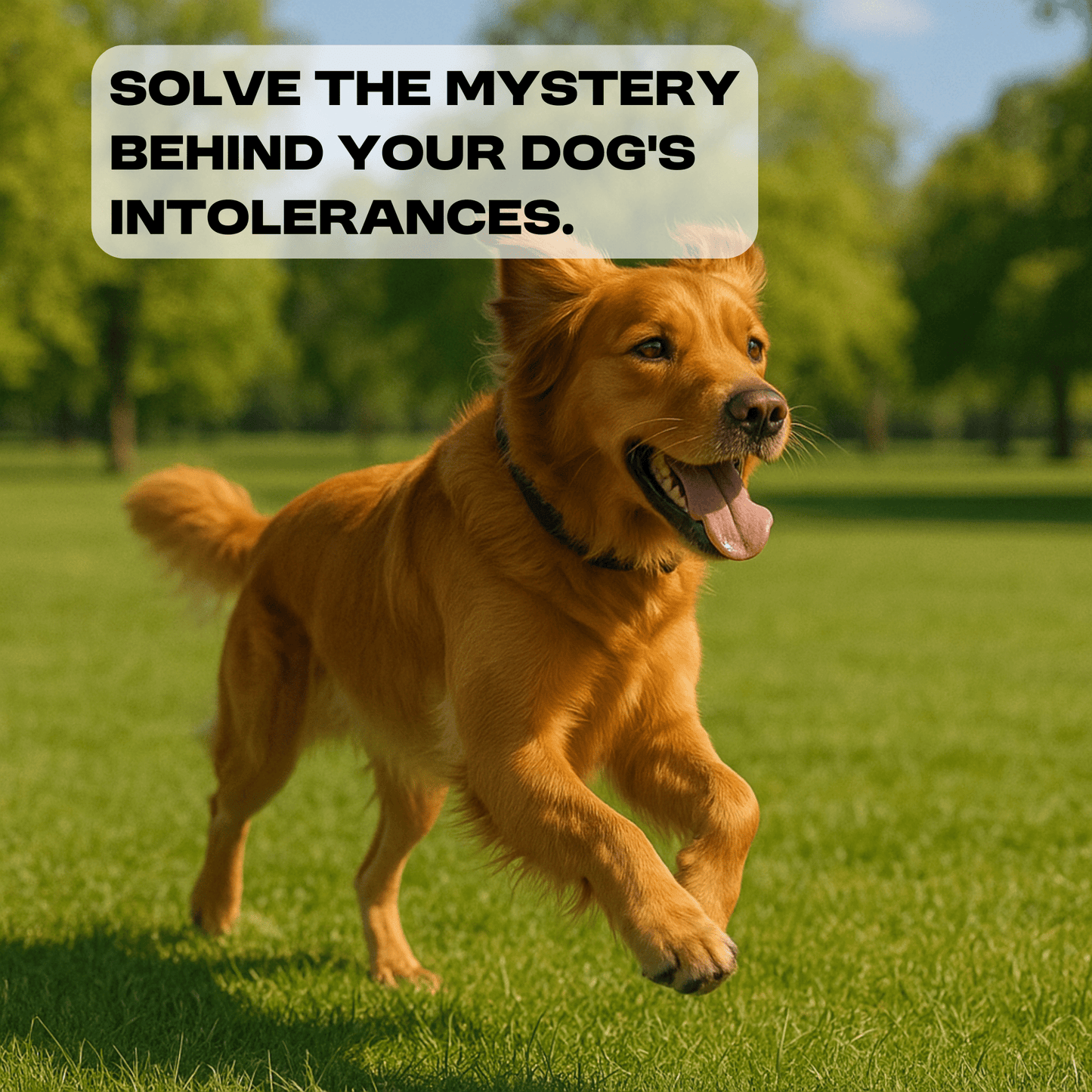 Complete Intolerance Screening - Paw Print Health