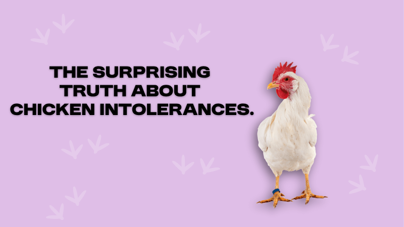 Why is chicken one of the most common intolerances in dogs? - Paw Print Health