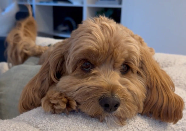 Meet Harry, the Paw Print OG! 🐶 - Paw Print Health