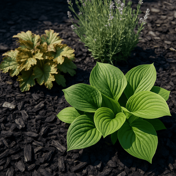Could your garden be making your dog sick? Harry’s story - Paw Print Health