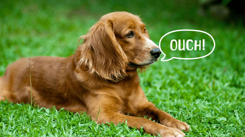 The prickly problem for dogs this summer - Paw Print Health