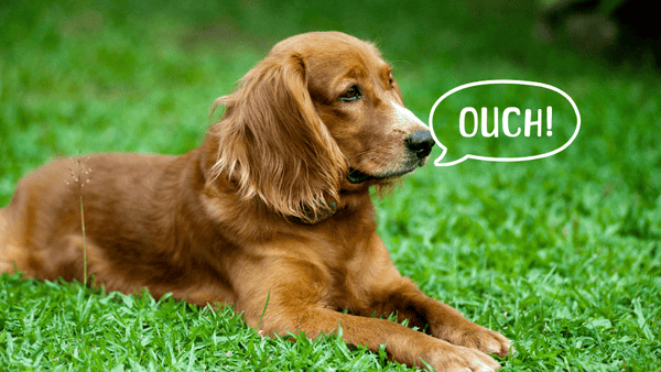 The prickly problem for dogs this summer - Paw Print Health