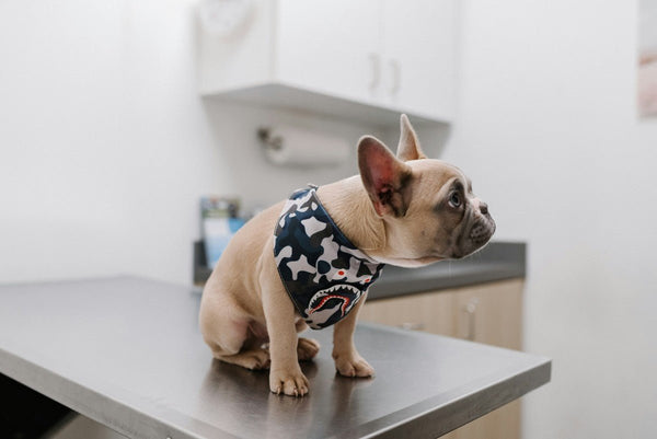 Why are we not proactive about dog health? 🩺 - Paw Print Health