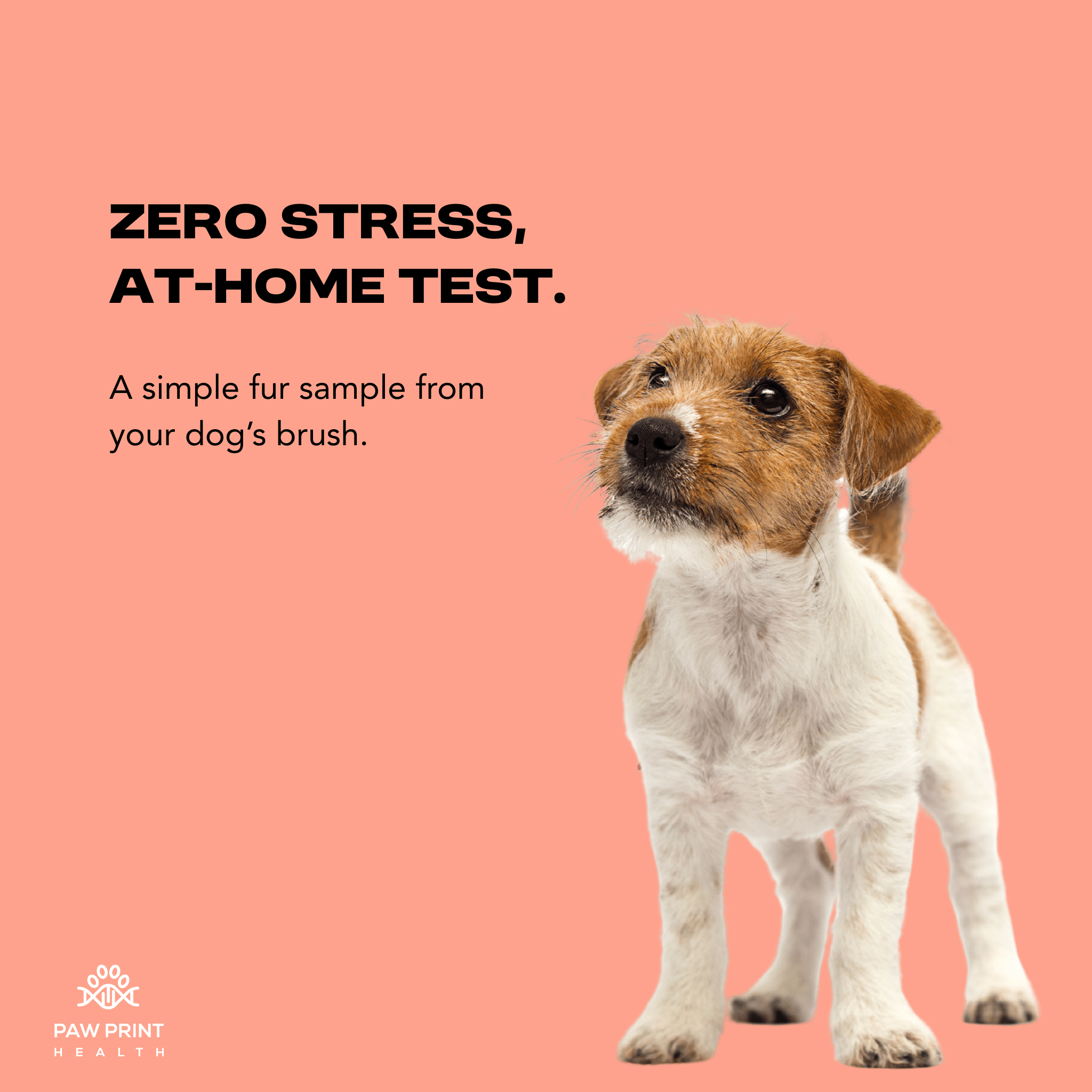 Complete Food Screening - Paw Print Health