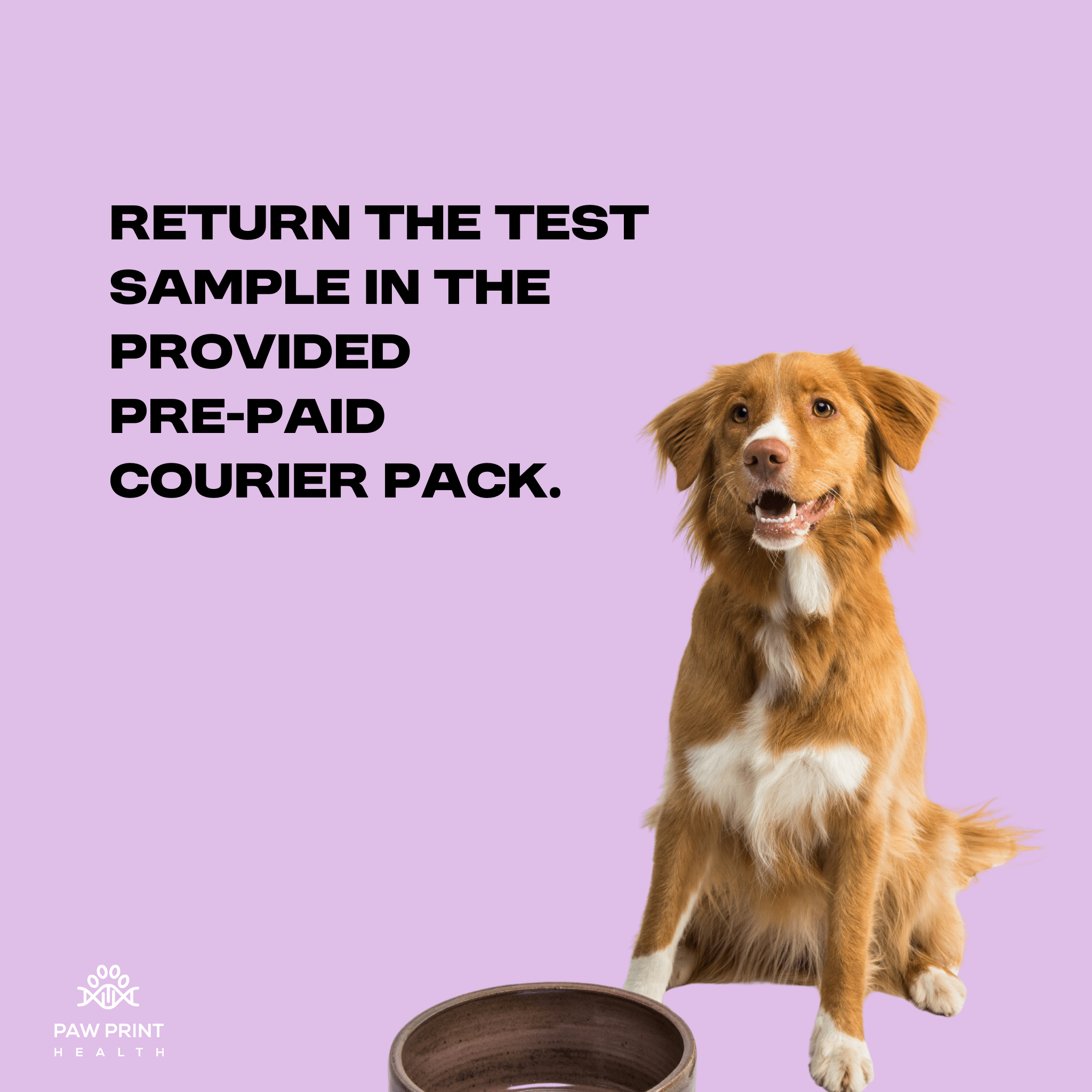 Complete Food Screening - Paw Print Health