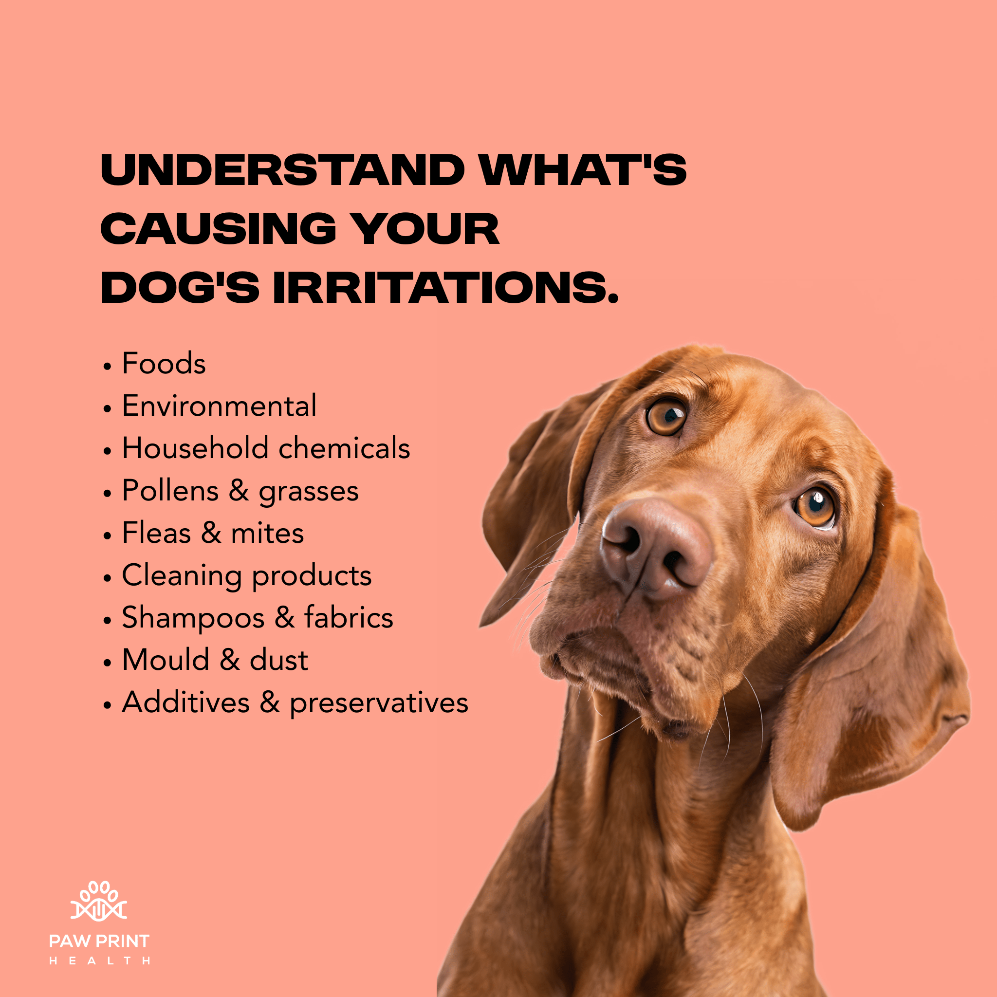 Complete Intolerance Screening - Paw Print Health