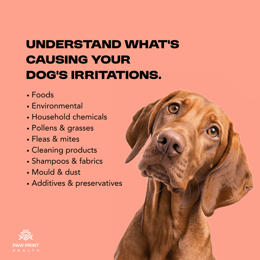 Complete Intolerance Screening - Paw Print Health