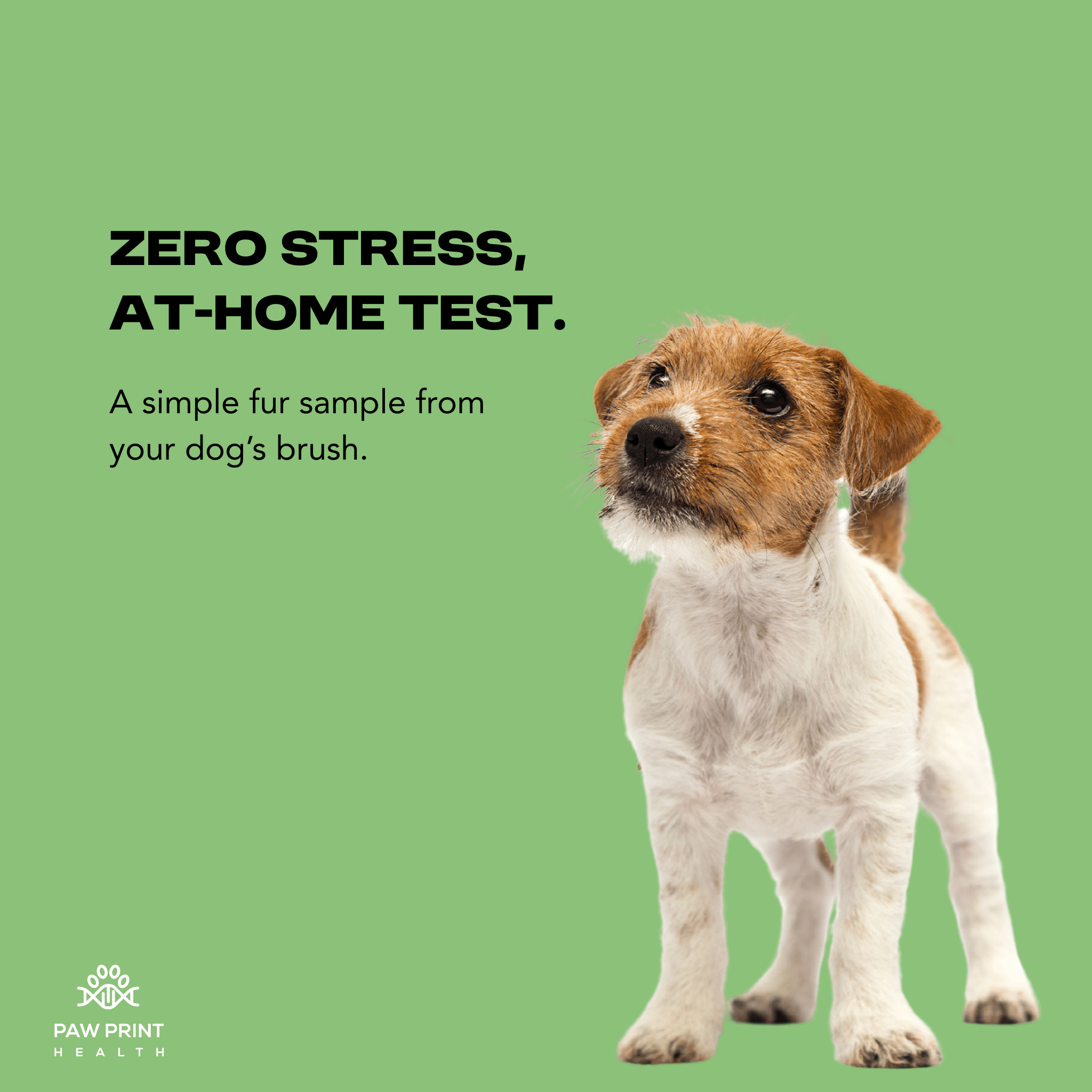 Complete Intolerance Screening - Paw Print Health