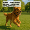 Complete Intolerance Screening - Paw Print Health