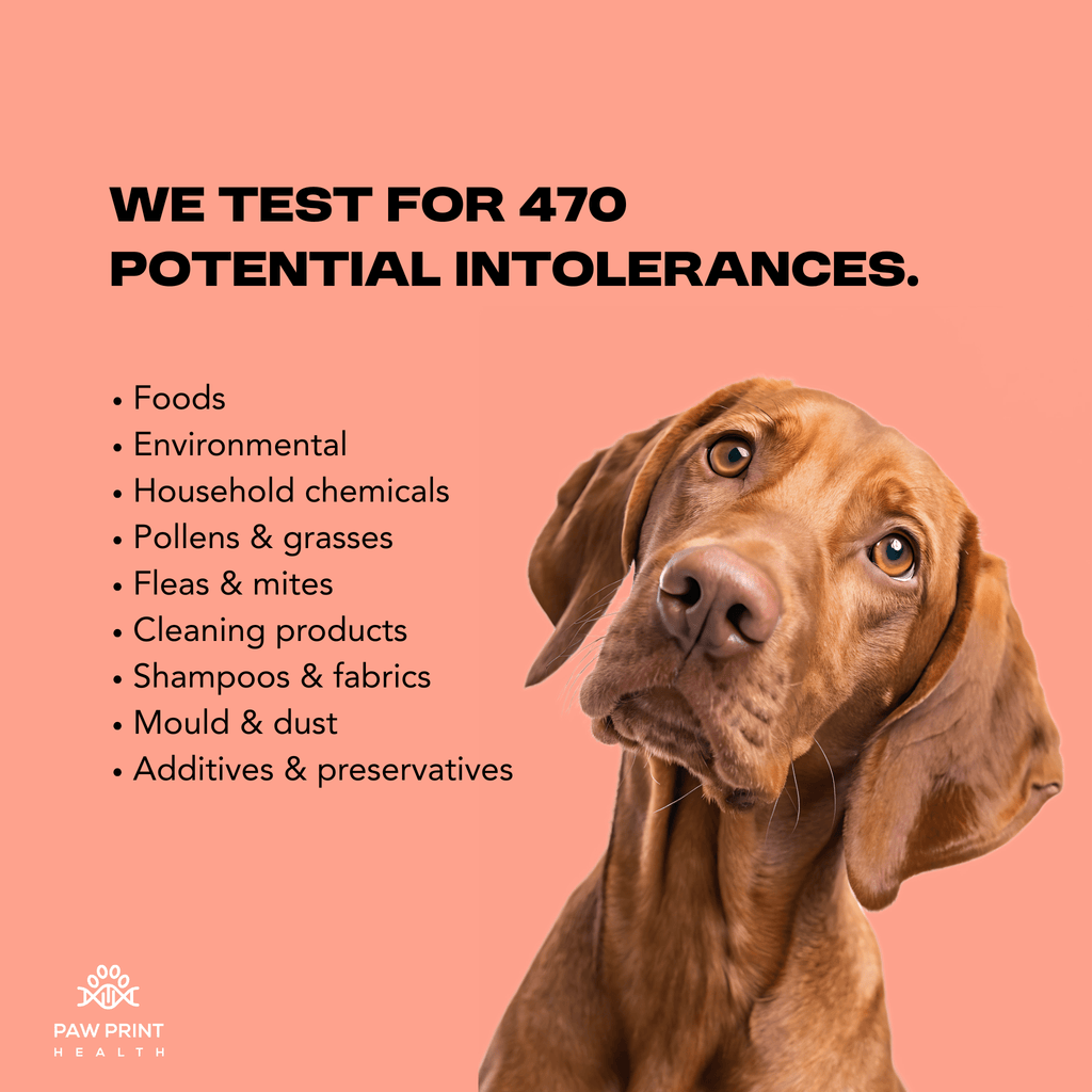 Complete Intolerance Screening - Paw Print Health