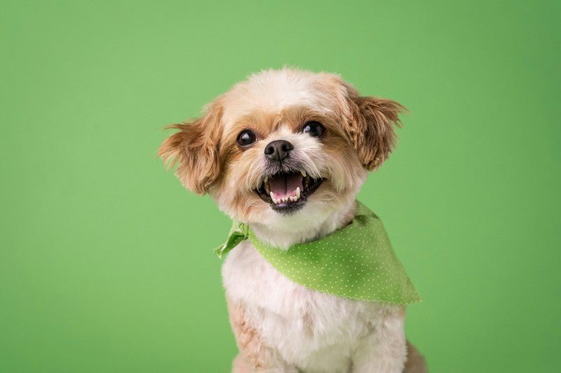 DNA Screening for your Dog - Paw Print Health