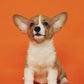 Comprehensive Wellness Programme for Your Dog - Paw Print Health