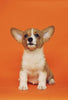 Comprehensive Wellness Programme for Your Dog - Paw Print Health