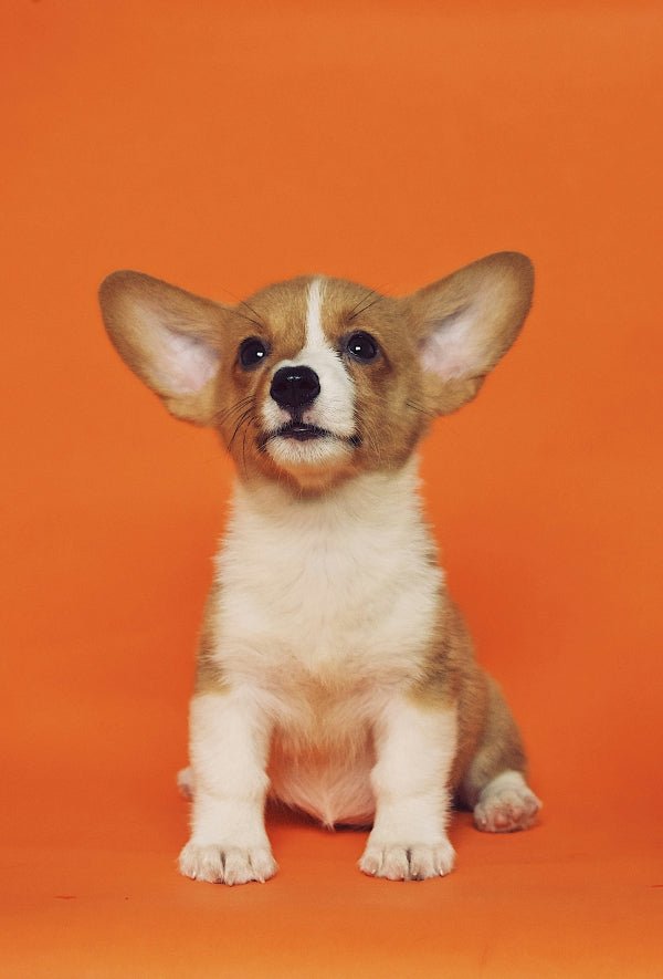 Comprehensive Wellness Programme for Your Dog - Paw Print Health