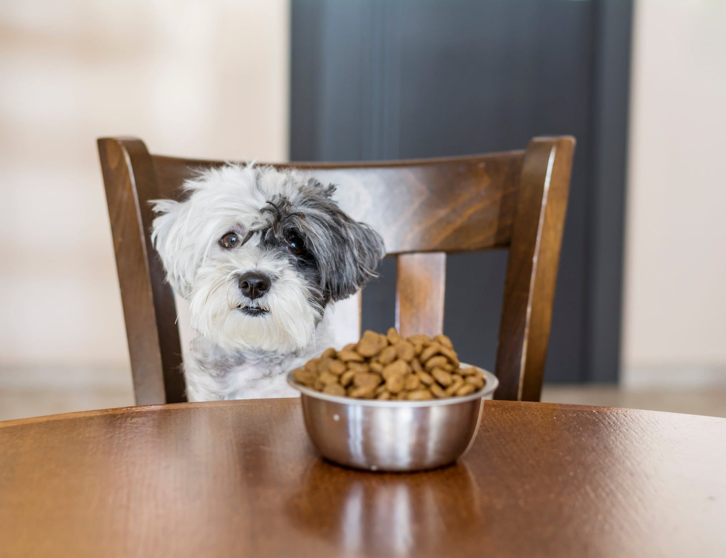 Intolerance Analysis for your Dog - Paw Print Health