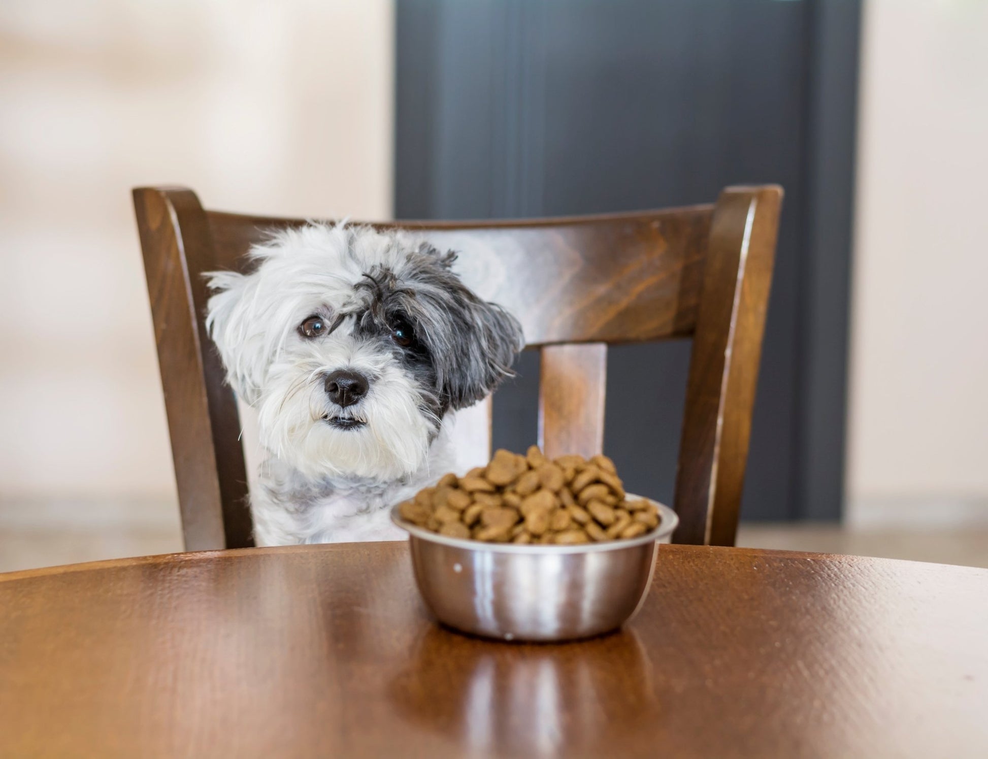 Intolerance Analysis for your Dog - Paw Print Health