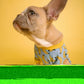 DNA Screening for your Dog - Paw Print Health