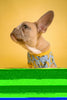 DNA Screening for your Dog - Paw Print Health