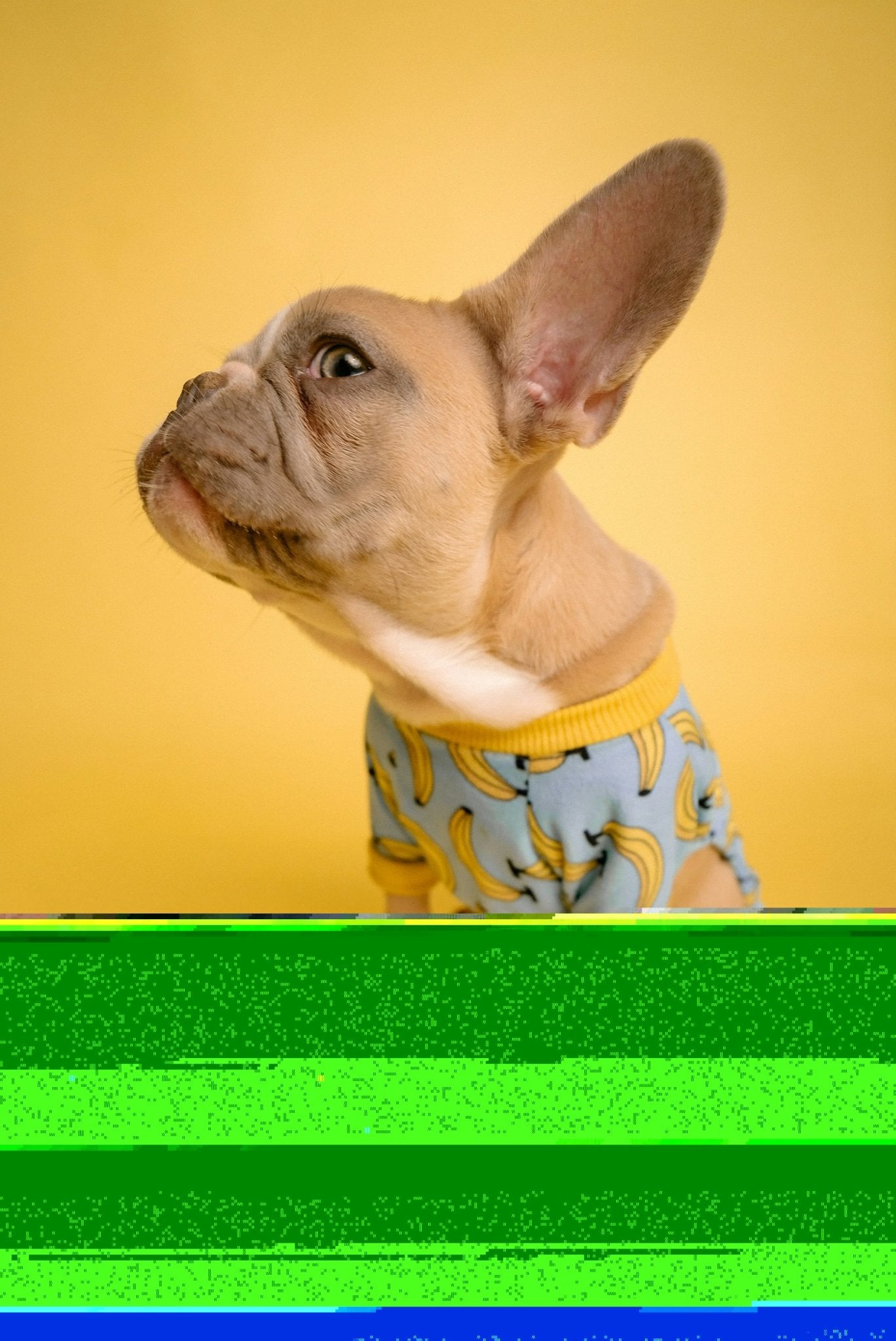 DNA Screening for your Dog - Paw Print Health