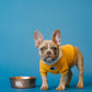 Intolerance Analysis for your Dog - Paw Print Health