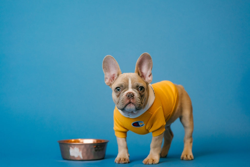 Intolerance Analysis for your Dog - Paw Print Health
