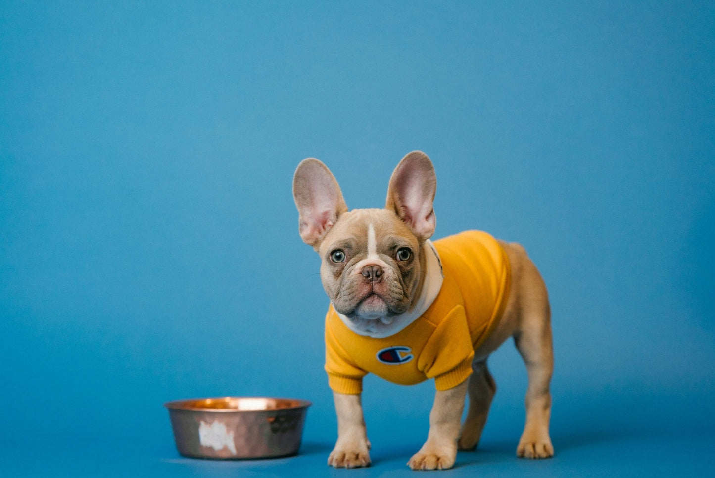 Intolerance Analysis for your Dog - Paw Print Health